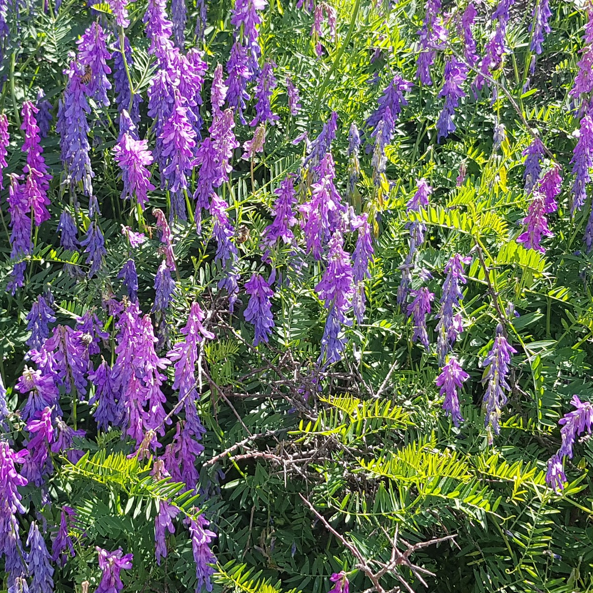 Vicia villosa